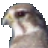 图标制作软件(Falco Icon Studio)