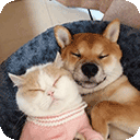 萌趣猫狗翻译器app v1.2.6安卓版